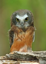 A young Northern Saw-whet Owl, Aegolius acadicus, perched on a mossy log in Prince Albert,