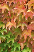 Wild Vine Red and yellow autumn leaves cover a wall and create a colourful, natural texture,