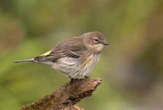 Myrtle Warbler (Setophaga coronata coronata), Saskatchewan, Canada