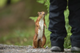 Red squirrel (Sciurus vulgaris) adult animal looking up at a human, Yorkshire, England, United