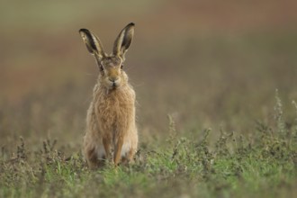 European brown hare (Lepus europaeus) adult animal in grassland, Suffolk, England, United Kingdom