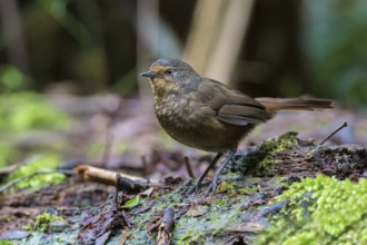 Pilotbird (Pycnoptilus floccosus), Victoria, Australia