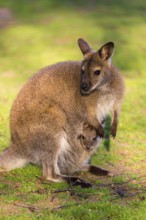 Red-necked wallaby or Bennett's wallaby (Macropus rufogriseus) with cub in her pouch, sits on a