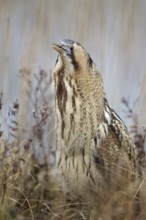 Eurasian Bittern (Botaurus stellaris), Burgenland, Austria