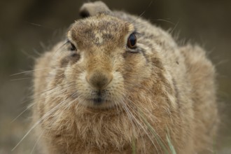 European brown hare (Lepus europaeus) adult animal head portrait, England, United Kingdom