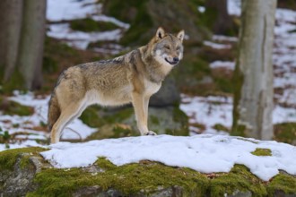 A wolf on a rock covered with snow, surrounded by trees, Wolf (Canis Lupus), Germany