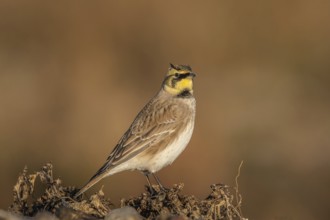 Horned Lark (Eremophila alpestris), Schleswig-Holstein, Germany