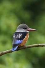 Grey-headed Kingfisher, Halcyon leucocephala, Botswana, Chobe NP