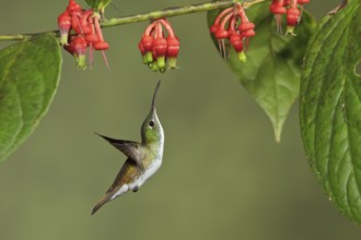 Andean Emerald hummingbird (Amazilia franciae) flying while feeding at a flower in Ecuador, South