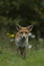 Red fox (Vulpes vulpes) adult animal in grassland countryside in the summer, England, United