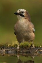 Eurasian Jay (Garrulus glandarius), Utrecht, Netherlands