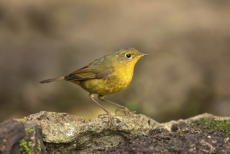 Golden Bush Robin (Tarsiger chrysaeus) female, Yunnan, China