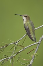 Rufous Hummingbird (Selasphorus rufus), Montana, USA