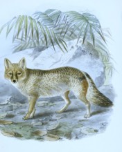 Pampas fox (Lycalopex gymnocercus), Pampas fox, Historical, digitally restored reproduction of a