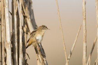 Zitting Cisticola (Cisticola juncidis), Morocco