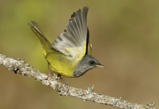 Mourning Warbler (Geothlypis philadelphia) male, Texas, USA
