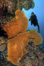 Underwater photo of diver scuba diving looking at three large fan corals (Anella mollis) horn
