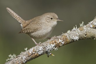 House Wren (Troglodytes aedon), British Columbia, Canada