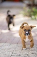 A joyful brown puppy runs energetically on a sunlit patio while a blurred black puppy follows in