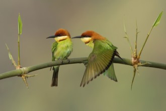 Chestnut-headed Bee-eater (Merops leschenaulti) pair, Darjeeling, India