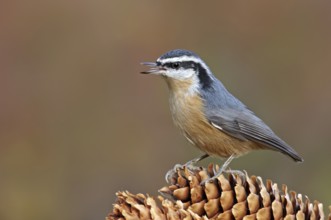 Red-breasted Nuthatch (Sitta canadensis) singing, Saskatchewan, Canada