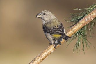 Parrot Crossbill (Loxia pytyopsittacus) female perched on a branch, Netherlands
