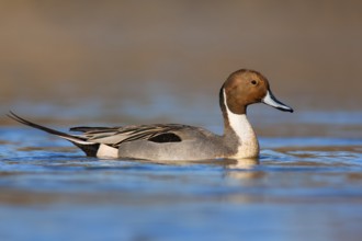 Northern Pintail (Anas acuta) male, British Columbia, Canada