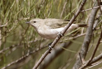 Grey Honeyeater (Conopophila whitei), Western Australia, Australia