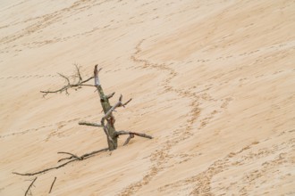 A solitary tree stands stark against the soft, textured sands of the Grande dune du Pilat in