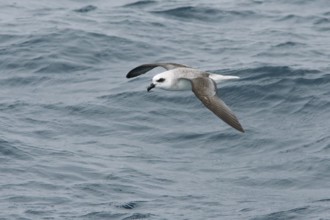 White-headed Petrel (Pterodroma lessonii) flying, Victoria, Australia