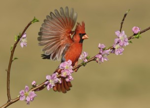 Northern Cardinal (Cardinalis cardinalis) male, Texas, USA