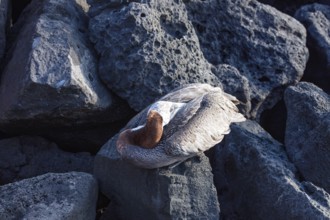 Pelican (Pelecanus), San Cristobal, Galapagos, Ecuador