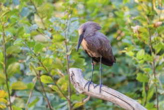 A hamerkop (Scopus umbretta) stands on a branch of a tree. Green vegetation can be seen in the