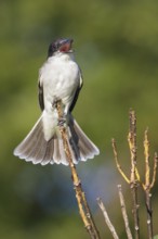 Giant Kingbird (Tyrannus cubensis) perched on a branch in Cuba