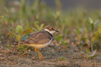 Little Ringed Plover (Charadrius dubius) juvenile, North Rhine-Westphalia, Germany