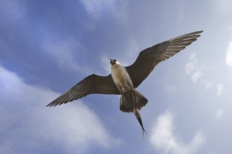 Long-tailed Jaeger (Stercorarius longicaudus) flying, Alaska, USA