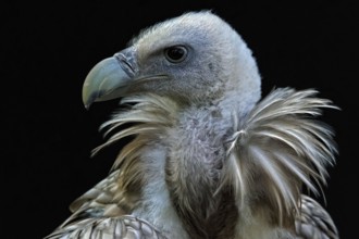 Animals, birds, vultures, griffon vulture, portrait, (Gyps fulvus)