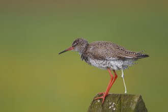 Common Redshank (Tringa totanus), Netherlands