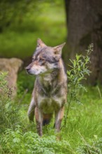 An adult male eurasian gray wolf (Canis lupus lupus) stands at the edge of the forest and watches
