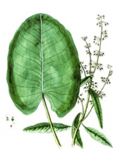 Rumex aquaticus, water sorrel, digital reproduction of a historical original, between 1790 and 1810