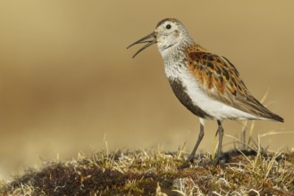 Dunlin (Calidris alpina) feeding on the tundra in Northern Alaska
