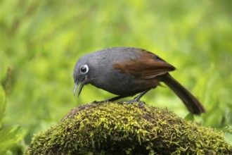 Sunda Laughingthrush (Garrulax palliatus), Sabah, Malaysia