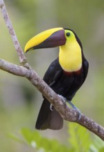 Black-manabilled Toucan (Ramphastos ambiguus) - at Laguna Lagarto Lodge near Boca Tapada, Costa