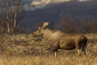 A young moose bull (Alces alces) follows a moose cow with calf at a suitable distance, moose rut,