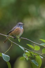 Common Redstart (Phoenicurus phoenicurus) juvenile male, Schleswig-Holstein, Germany