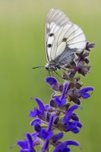 Clouded Apollo, (Parnassius mnemosyne), butterfly family, butterfly, insect, close-up, Lake