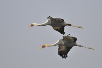 White-naped Crane (Antigone vipio) juvenile flying, Arasaki, Japan