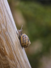 A close-up of a snail moving slowly on a wooden surface in a vineyard in Mallorca, Spain. The image