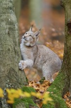 Eurasian lynx (Lynx lynx), climbing on tree trunk in autumn