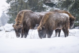 European bison (Bison bonasus) or Wisent standing on a meadow next to the forest in winter, snow,